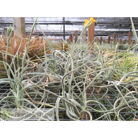 Tillandsia Buttercup