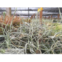 Tillandsia Buttercup