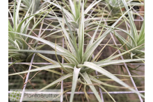 Tillandsia tenuifolia var. vaginata x stricta var. albifolia