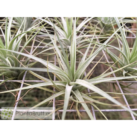 Tillandsia tenuifolia var. vaginata x stricta var. albifolia