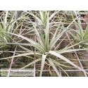 Tillandsia tenuifolia var. vaginata x stricta var. albifolia