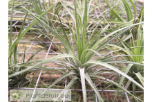Tillandsia stricta var. hard leafed x Holm's Star Rose
