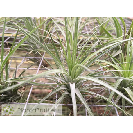 Tillandsia stricta var. hard leafed x Holm's Star Rose