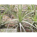 Tillandsia stricta var. hard leafed x Holm's Star Rose