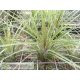 Tillandsia stricta var. green x Remember Bob Holm