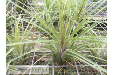 Tillandsia stricta var. green x Remember Bob Holm