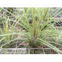 Tillandsia stricta var. green x Remember Bob Holm