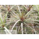 Tillandsia aeranthos x tenuidolia var. Amethyst