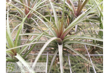 Tillandsia aeranthos x tenuifolia var. Amethyst