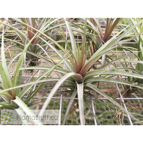 Tillandsia aeranthos x tenuidolia var. Amethyst