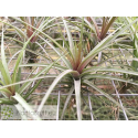 Tillandsia aeranthos x tenuifolia var. Amethyst