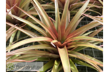 Tillandsia capitata Red Star XL