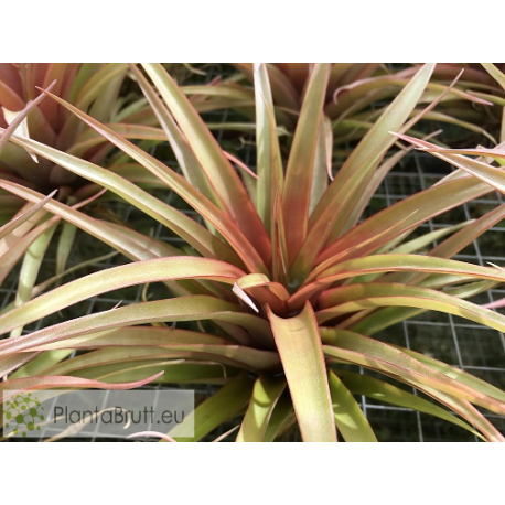 Tillandsia capitata Red Star XL