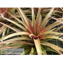 Tillandsia capitata Red Star XL