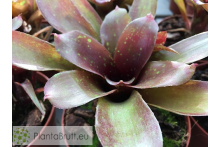 Neoregelia Heart's Desire