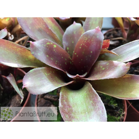 Neoregelia Heart's Desire