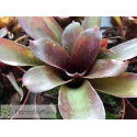 Neoregelia Heart's Desire