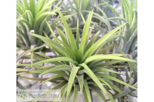 Tillandsia ionantha var. rubra L