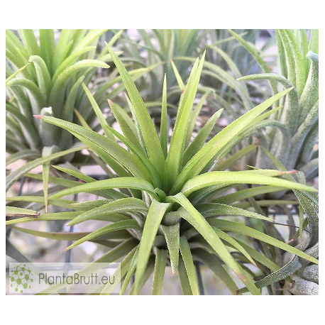 Tillandsia ionantha var. rubra L