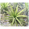 Tillandsia ionantha var. rubra L