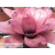 Neoregelia dungsiana x Purple Star