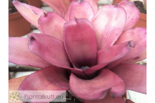 Neoregelia dungsiana x Purple Star