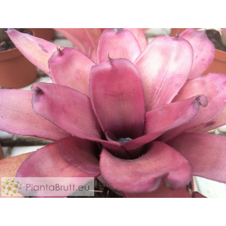 Neoregelia dungsiana x Purple Star