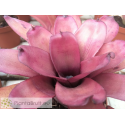 Neoregelia dungsiana x Purple Star