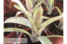 Neoregelia pauciflora scurfi clone