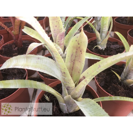Neoregelia pauciflora scurfi clone