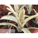 Neoregelia pauciflora scurfi clone