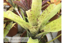 Neoregelia Anteia Large Form