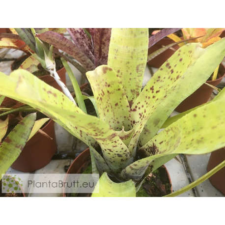 Neoregelia Anteia Large Form