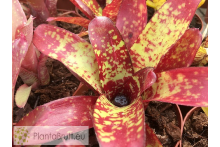 Neoregelia Spaced Out