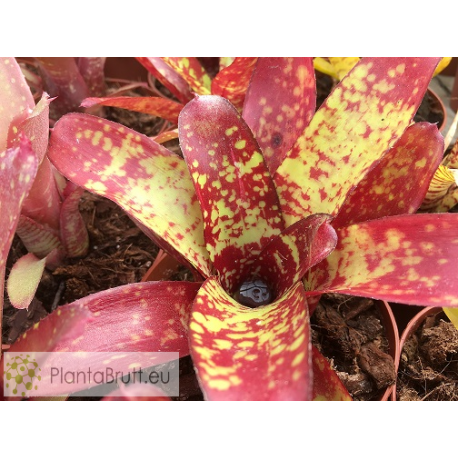 Neoregelia Spaced Out