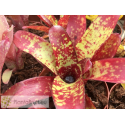 Neoregelia Spaced Out