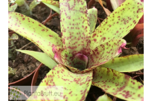 Neoregelia Guinea