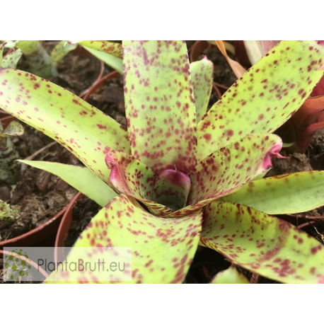 Neoregelia Guinea