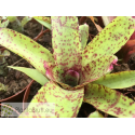 Neoregelia Guinea