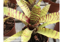 Neoregelia ampullacea x Banded