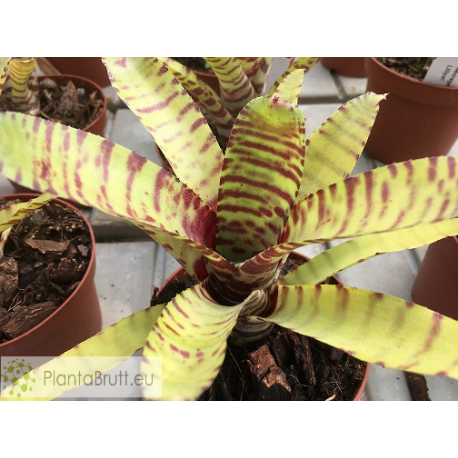 Neoregelia ampullacea x Banded