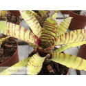 Neoregelia ampullacea x Banded