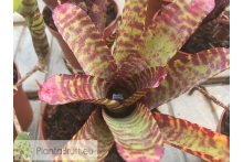 Neoregelia purpurea compacta