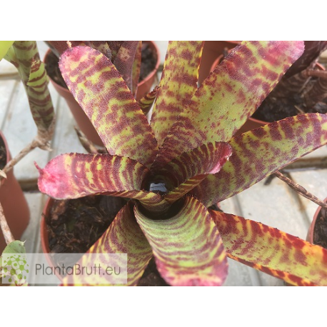 Neoregelia purpurea compacta