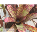Neoregelia purpurea compacta