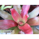 Neoregelia meyendorfii x Fireball