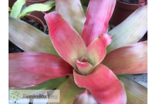 Neoregelia meyendorfii x Fireball