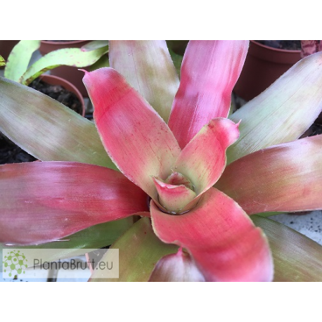 Neoregelia meyendorfii x Fireball