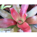 Neoregelia meyendorfii x Fireball