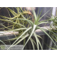 Tillandsia bergeri L
